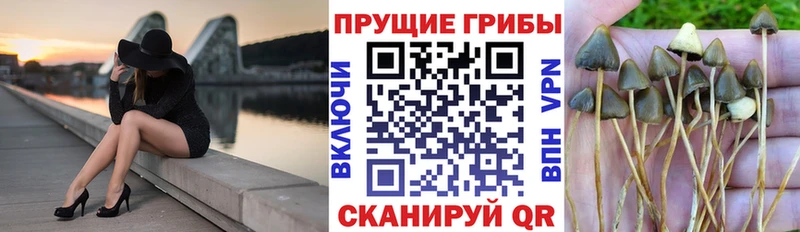 mega онион  Зубцов  Псилоцибиновые грибы прущие грибы  что такое наркотик 